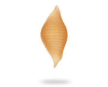 CARACOL LENTEJA