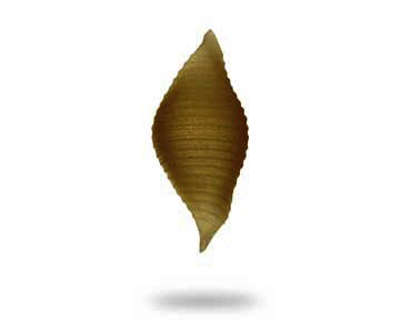 caracol supergrano