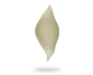 concha